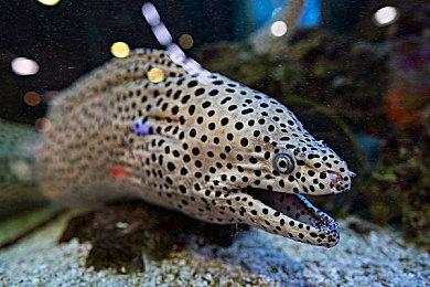 任天堂Switch固件升级16.0.1没有新增功能